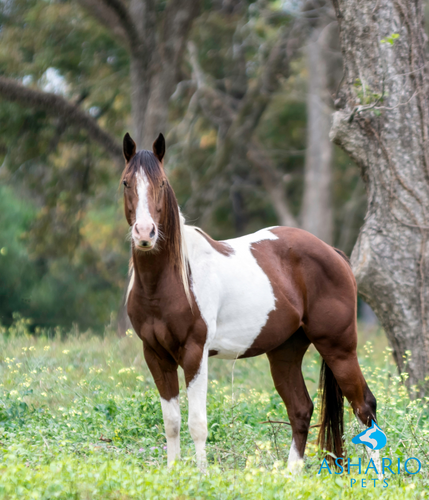 Alleviate horse arthritis with CBD from Ashario Pets. Our CBD products for equines are formulated to target inflammation and provide relief, enhancing mobility and comfort for horses with arthritis.