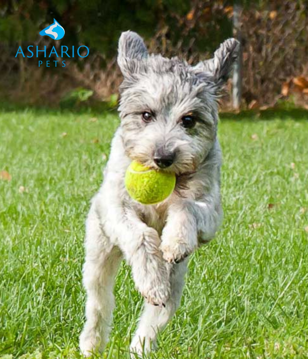 "Puppy food is essential for your furry friend's growth. With higher calories and tailored nutrients, it ensures a healthy start. Visit Ashario Pets for top-quality options and expert advice."