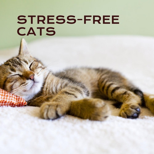 Discover ways to keep your feline friend stress-free with Ashario Pets Store's expert tips. From calming supplements to interactive toys, we have everything you need to create a peaceful environment for your beloved cat.