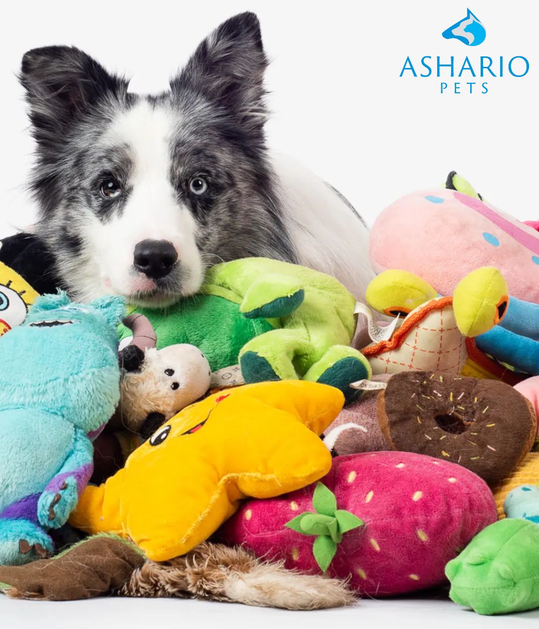 "Enhance solo play for your dog with interactive treat dispensers, durable chew toys, challenging puzzles, and sturdy plush toys from Ashario Pets!"