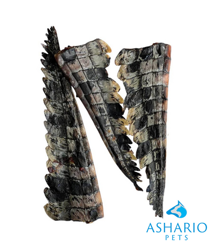 At Ashario Pets, we showcase exotic crocodile chips, offering a novel and nutritious treat choice for your beloved pets.