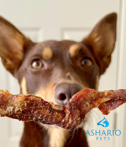 Discover the unique taste of crocodile jerky dog treats at Ashario Pets, located in North York. Explore our inventory for premium pet supplies, including SquarePet low-fat dog food and essential pet accessories.