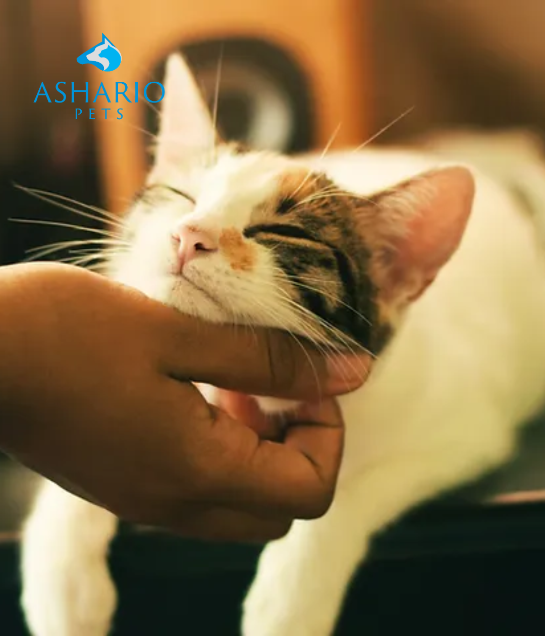 "Decipher your cat's sitting behavior: Explore why cats choose to sit on their owners, from bonding and territory marking to seeking warmth and observing their domain. Gain insights into your pet's unique language at Ashario Pets."