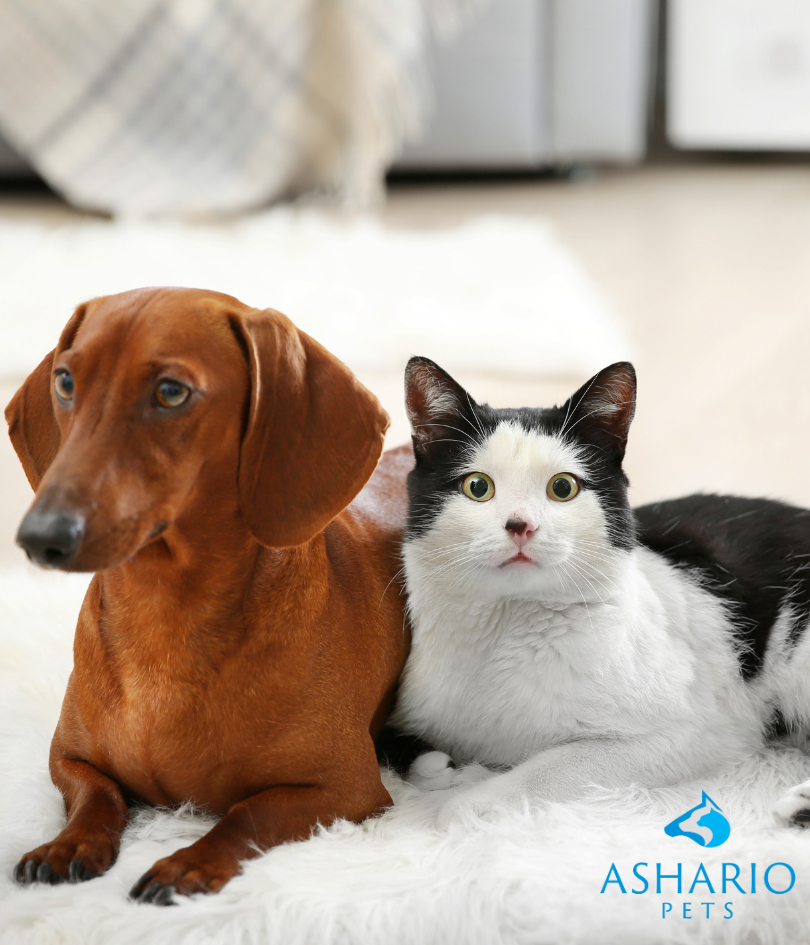 Ashario Pets is proud to offer amazing discounts on pet supplies, making it easier for you to care for your beloved pets. From nutritious food to essential accessories, our store in North York provides everything your furry friends needs.