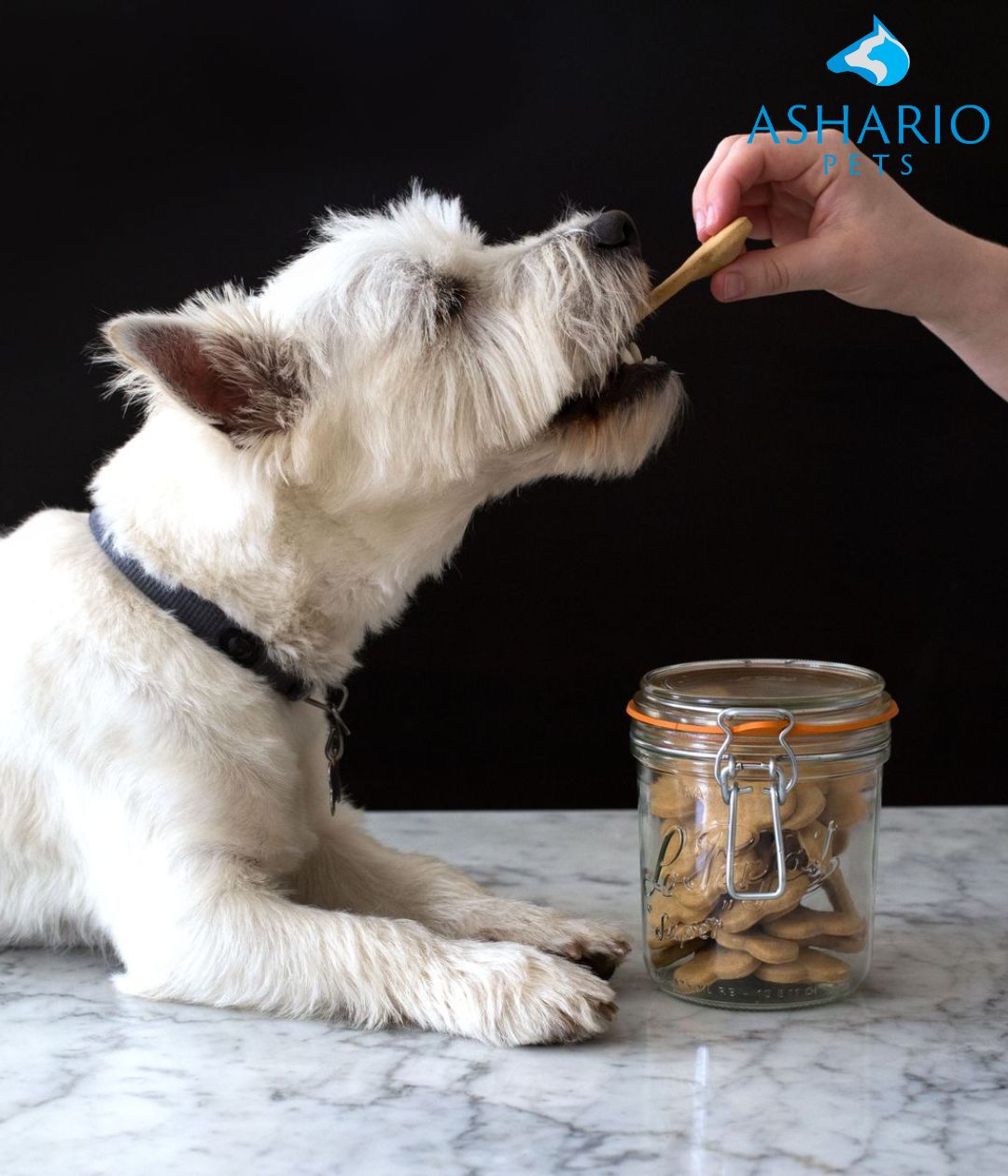 "Discover the nutritional benefits of dog biscuits at Ashario Pet Store. Our treats provide energy and support dental health, ensuring a balanced diet for your furry friend!"
