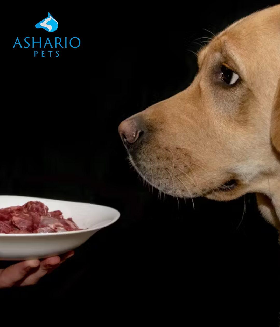 Explore the vital role of animal meat in pet food and its significance for our furry companions' health. Learn about the diverse ingredients in pet foods and the responsibility of choosing high-quality options as a pet owner