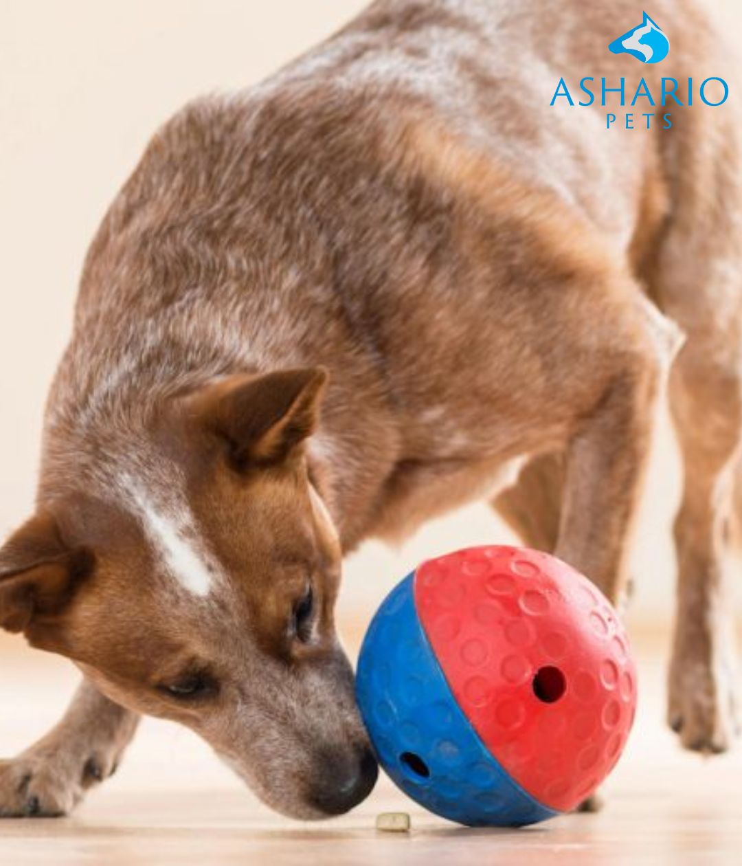 "Discover top dog toy treat dispensers at Ashario Pets! From the durable Rubber Strong Dog Ball Toy to the engaging Dispenser Toy Ball and adorable Dispenser Toy Strawberry, keep your pup entertained and rewarded. Visit our store to explore more!"