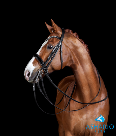 CBD dosage for horses requires careful consideration of factors like weight, age, and health condition. Ashario Pets offers comprehensive dosage guidelines tailored to equine needs, ensuring safe and effective CBD usage for your horse's wellness.