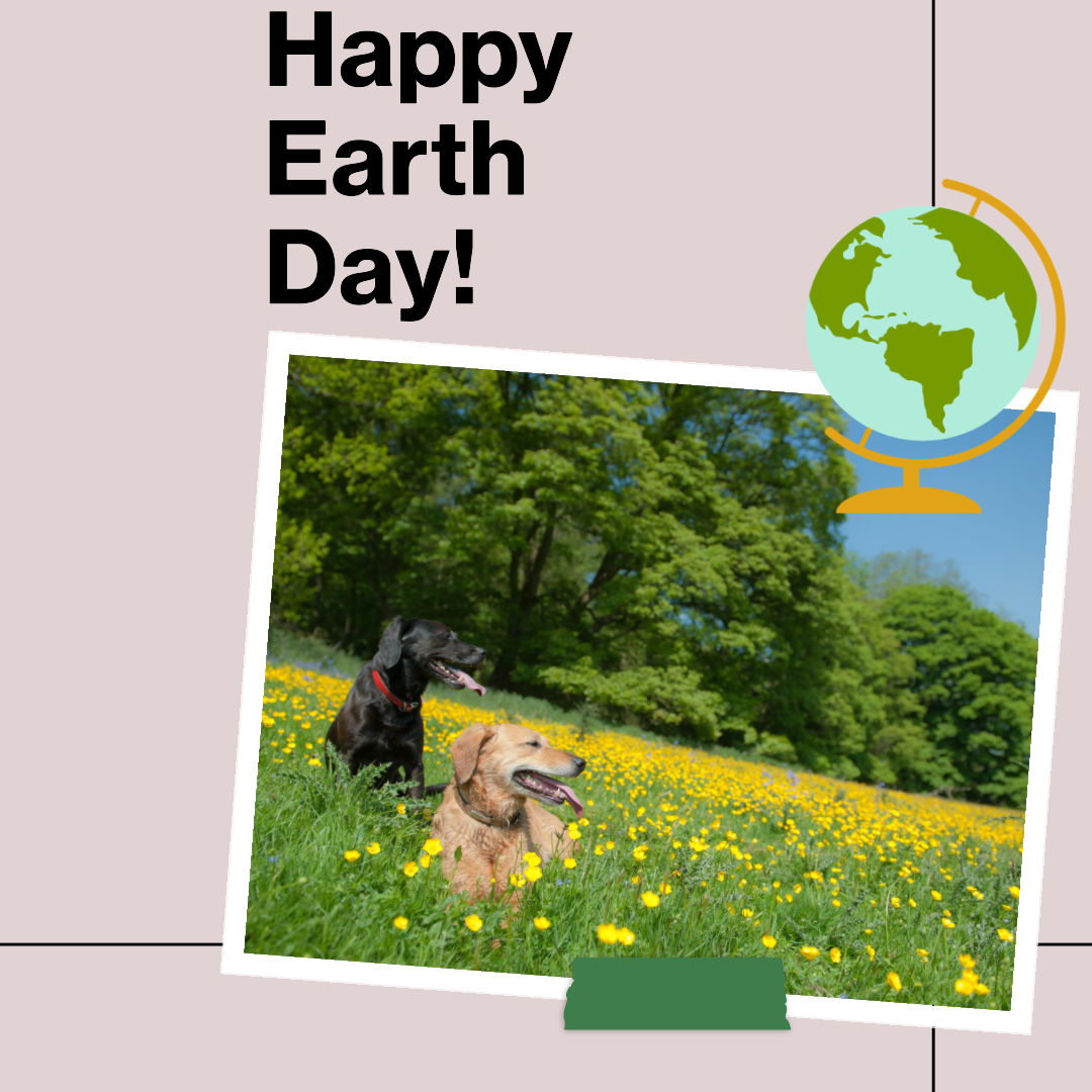 Join Ashario Pets Store in celebrating Earth Day with eco-friendly DIY crafts for your pets! Get creative with sustainable materials and engage in resourceful fun that benefits both your furry friend and the planet. 