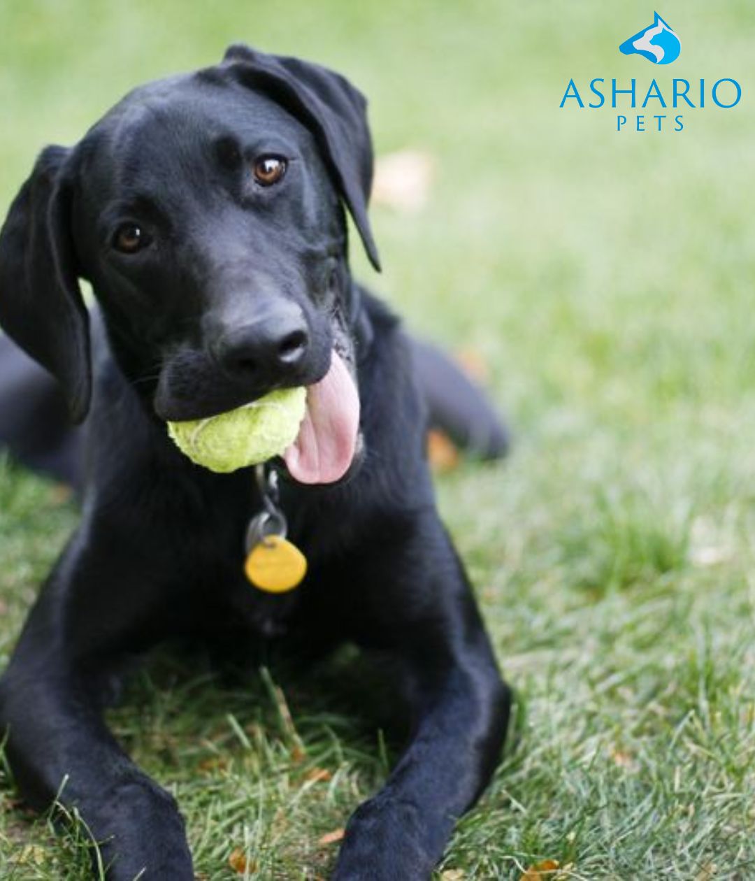 Ashario Pets in North York offers SquarePet active joints dog food to support your pet's mobility and joint health. Visit our store for premium pet products and expert advice on pet care.
