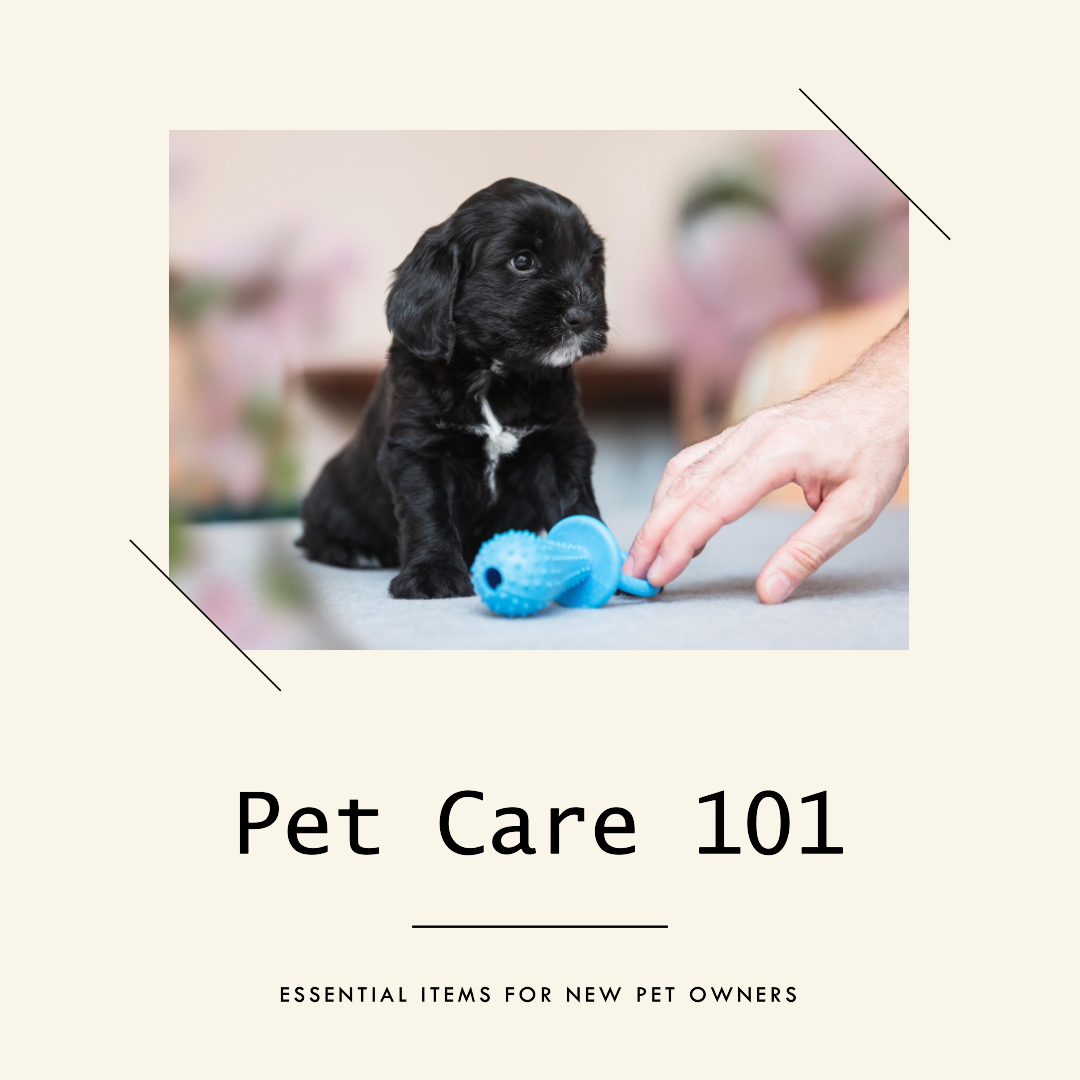 New to pet ownership? Ashario Pets Store has you covered with essential items for beginner pet owners! We have everything you need to start your journey as a pet parent on the right paw
