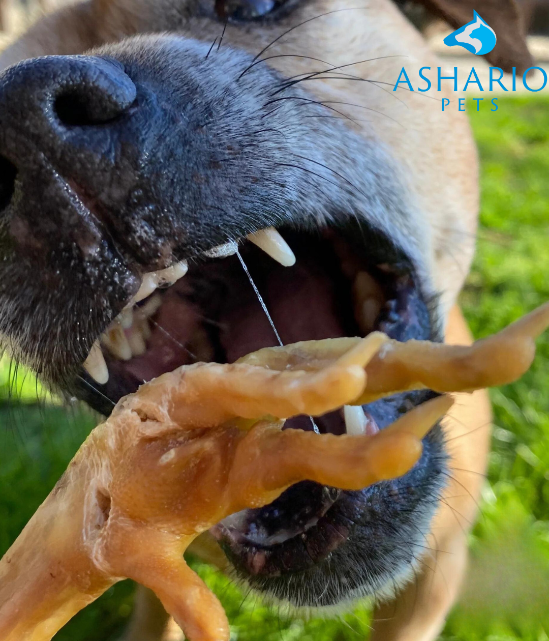 Ashario Pets offers exotic chicken feet dog treats for your furry friend's enjoyment in North York. Enhance your pet's diet with premium products like SquarePet ideal digestion dog food.