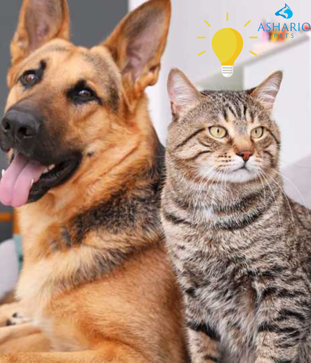 Ashario Pets in North York offers expert advice for pet owners,From premium dog food to organic pet food near me, we provide personalized recommendations tailored to your pet's needs.