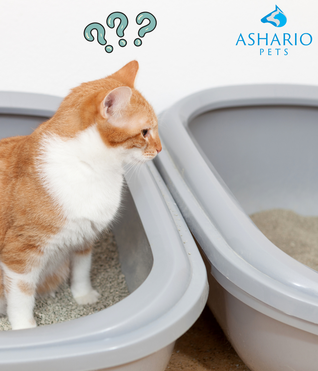 "Expert tips for choosing cat litter: Consider cat preferences, odor control, dust levels, clumping vs. non-clumping, and environmental impact. Find the perfect fit at Ashario Pets!"