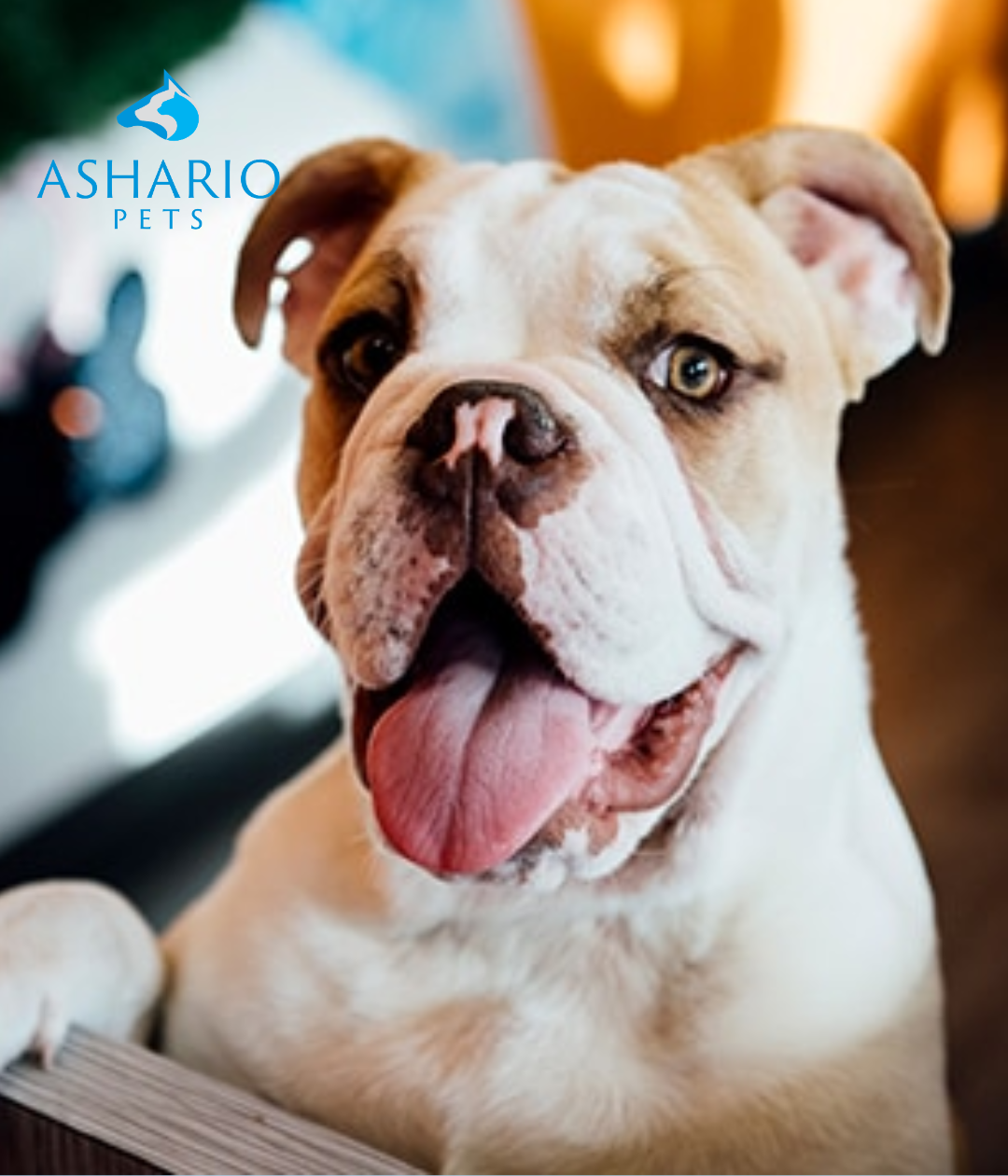 "Discover high-quality cat food and explore a diverse pet store inventory at Ashario Pets. Find organic pet food and shop the best pet products online. Explore our selection today for convenient access to affordable pet food."