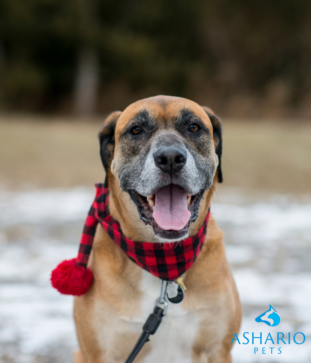 Ensure your dog gets the right amount of CBD with personalized guidance from Ashario Pets. Our experienced team will work with you to determine the optimal dosage based on your dog's characteristics 