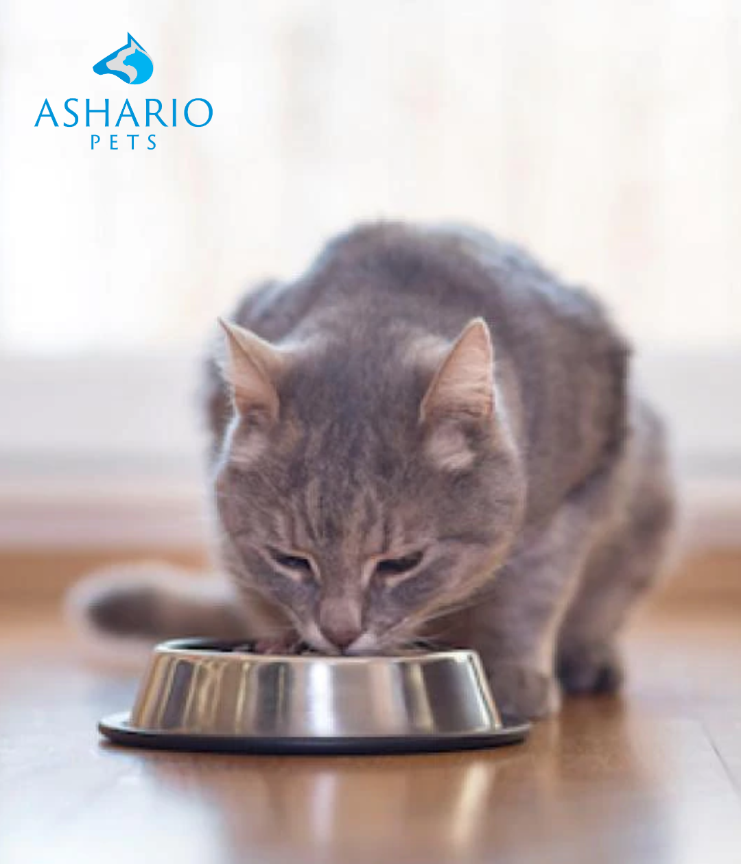 "Finding the right cat food for sensitive stomachs is key. Ashario Pet Store offers premium options like Oven-Baked Tradition Nature's Code Urinary Tract Chicken Dry Cat Food and ZIWI Beef Canned Cat Food, ensuring your feline's well-being."