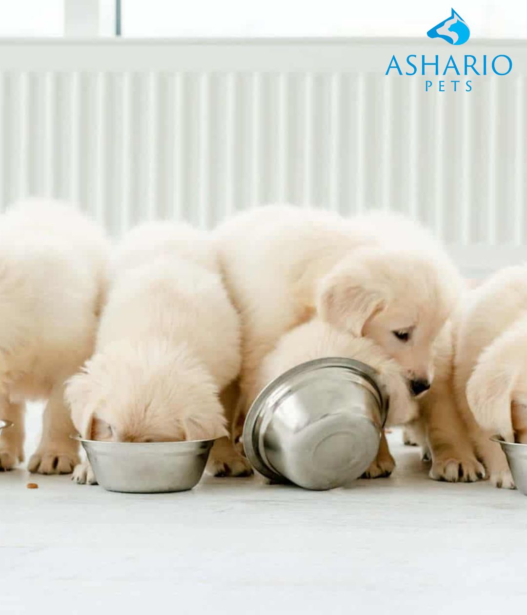 "Ensure your new puppy gets the right nutrition with Farmina puppy food. Explore factors like life stages, breed size, and feeding guidelines at Ashario Pet Store in North York."
