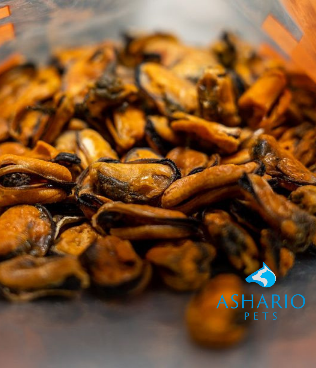 Green Lipped Mussels At Ashario Pets