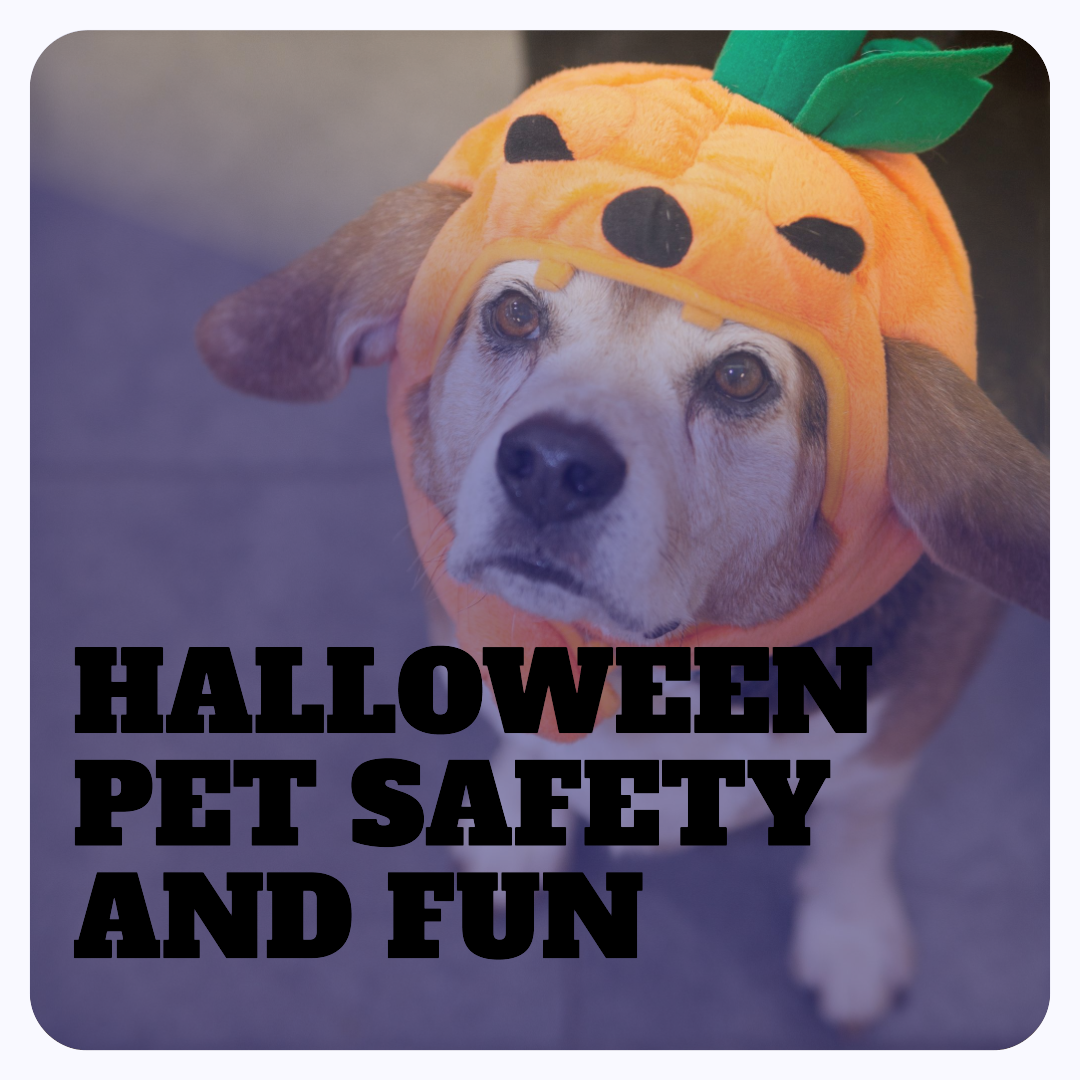 Celebrate Halloween with your pet in style and safety! Ashario Pets Store brings you a comprehensive guide to ensure a paw-some and worry-free Halloween for your furry companion. 