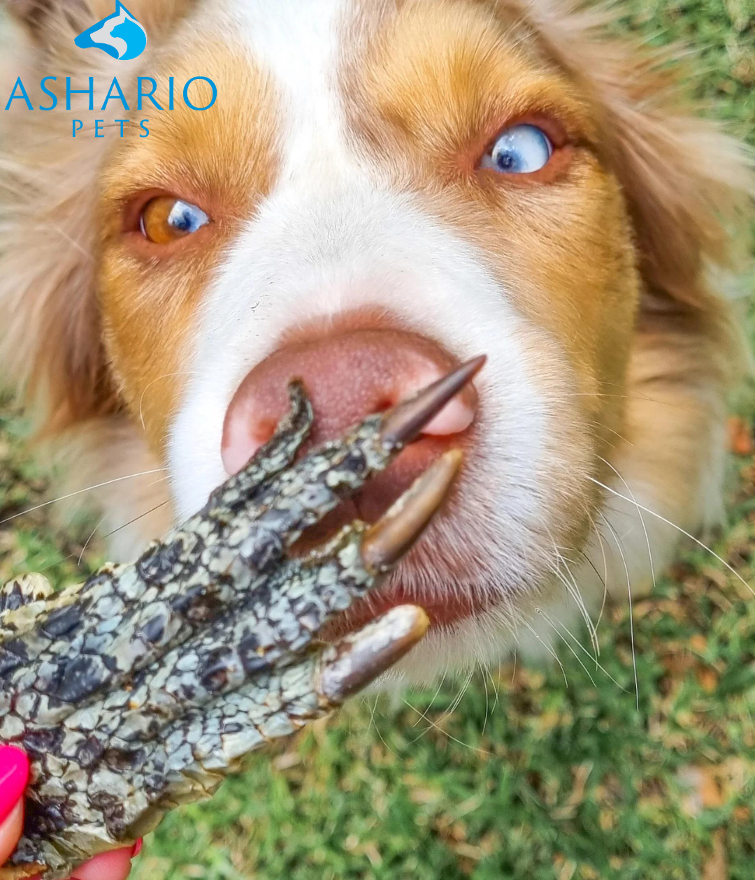 Ashario Pets offers premium dog treats, including healthy crocodile chews, near North York. Our pet supply store near you provides a wide range of options, from organic pet food to essential pet accessories.