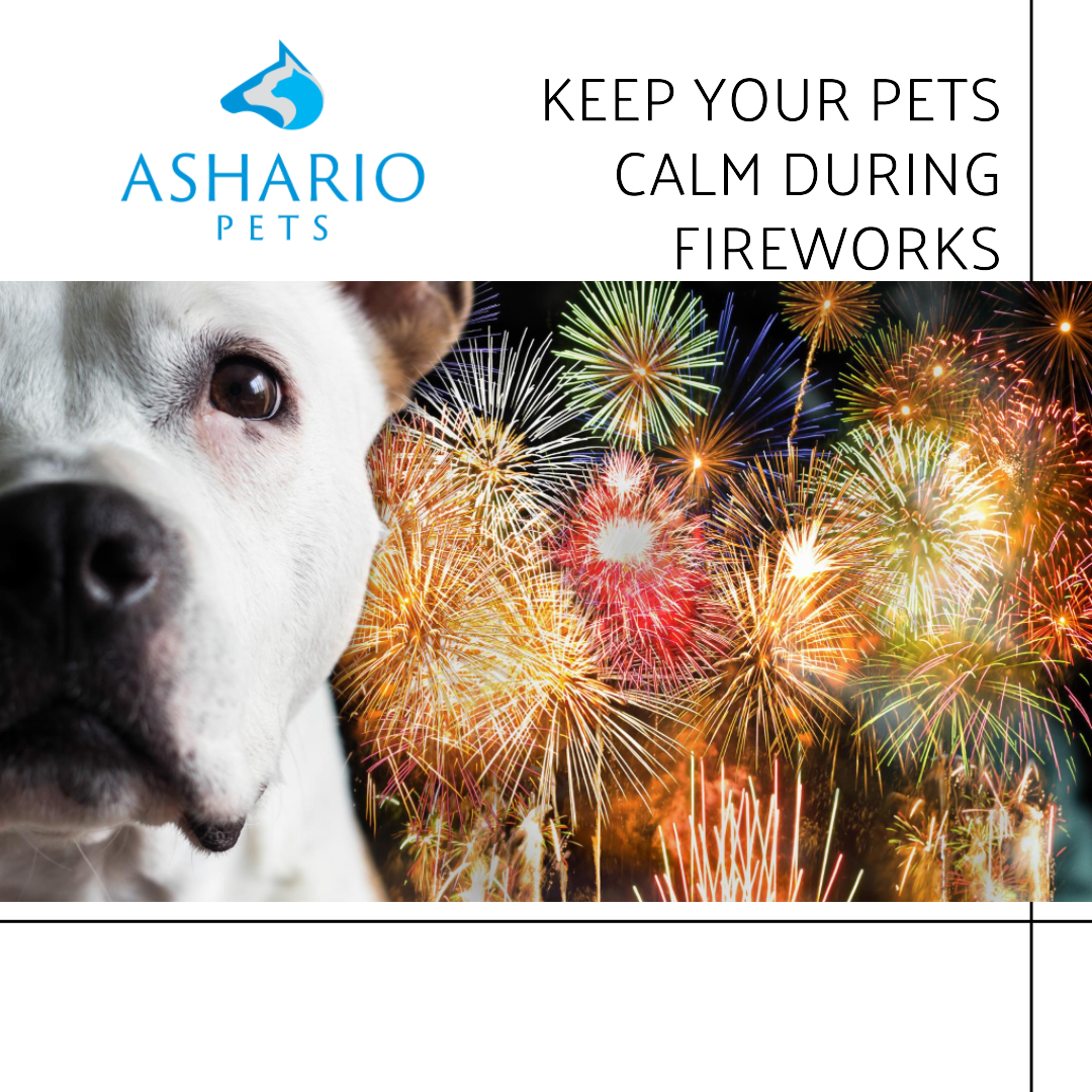 Find relief for your pet's fireworks anxiety at Ashario Pets. With a variety of calming products like CBD treats and anxiety aids, we help your furry companion stay calm and comfortable during fireworks displays.