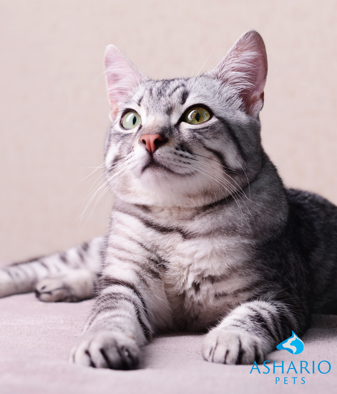 Explore how CBD works for cats at Ashario Pets, your trusted source for pet wellness solutions. Discover the benefits of CBD in promoting relaxation and supporting overall feline health.