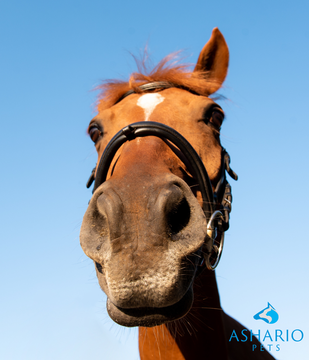 Learn about CBD's mechanisms for horses at Ashario Pets, your trusted source for equine wellness solutions. With our expertise, you can understand how CBD supports your horse's overall well-being.