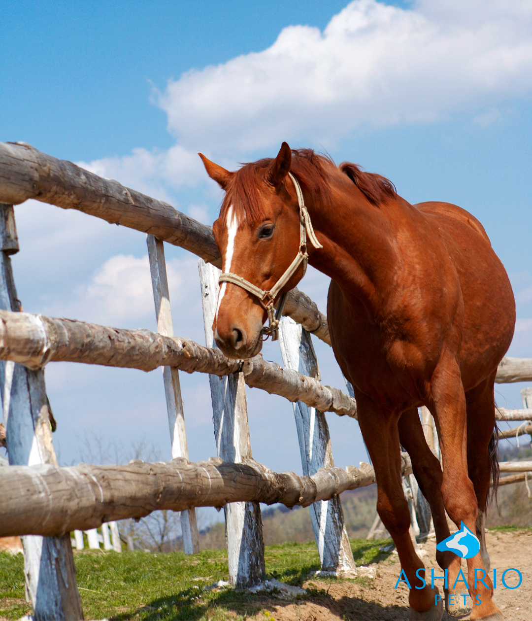 At Ashario Pets, prioritize horse safety with our CBD products. Discover best practices for administering CBD to horses and safeguard their well-being as you incorporate CBD into their routine.