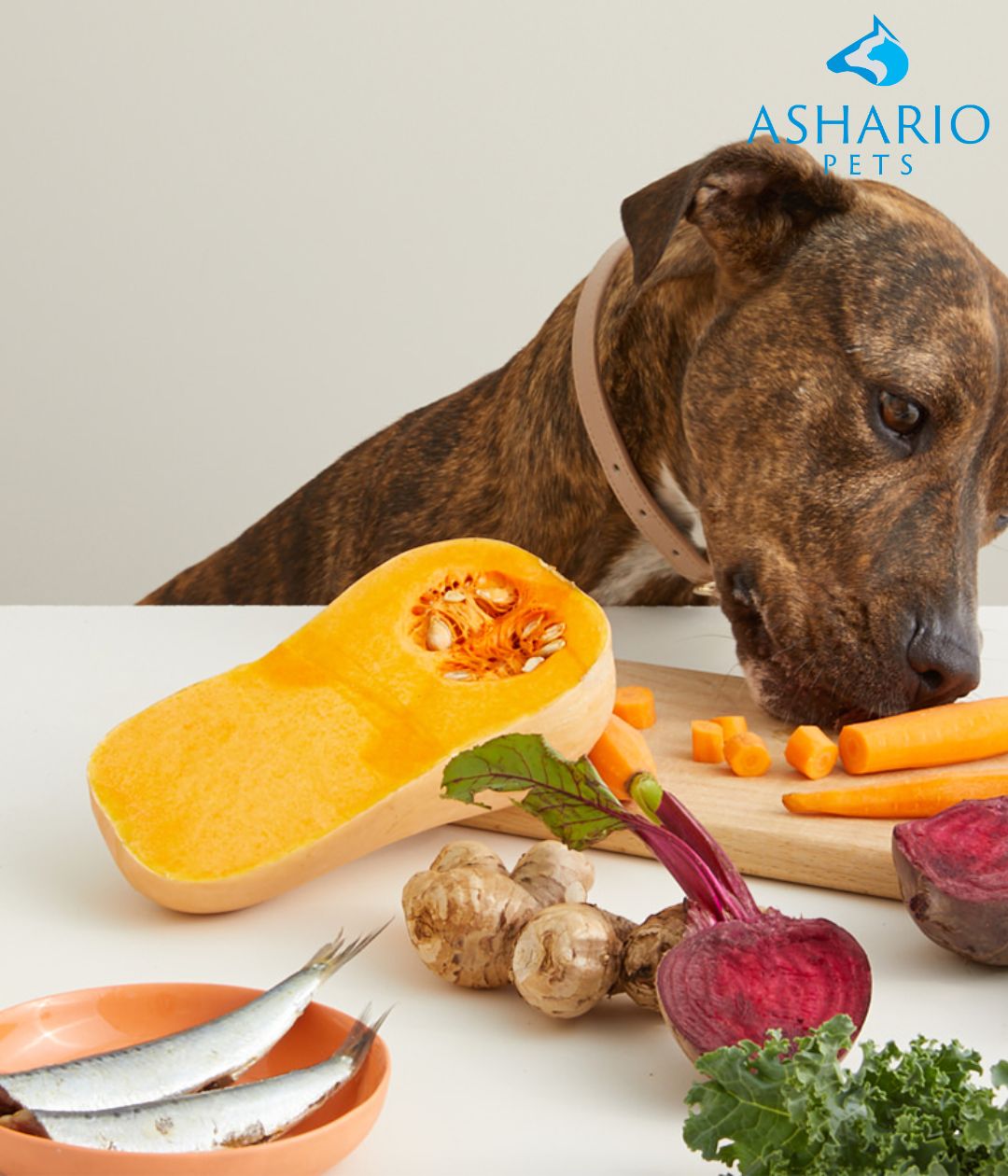 Explore the art of crafting nutritious homemade dog food with expert guidance from Ashario Pet Store. Choose premium ingredients, balance essential nutrients, and learn cooking techniques for optimal health. 