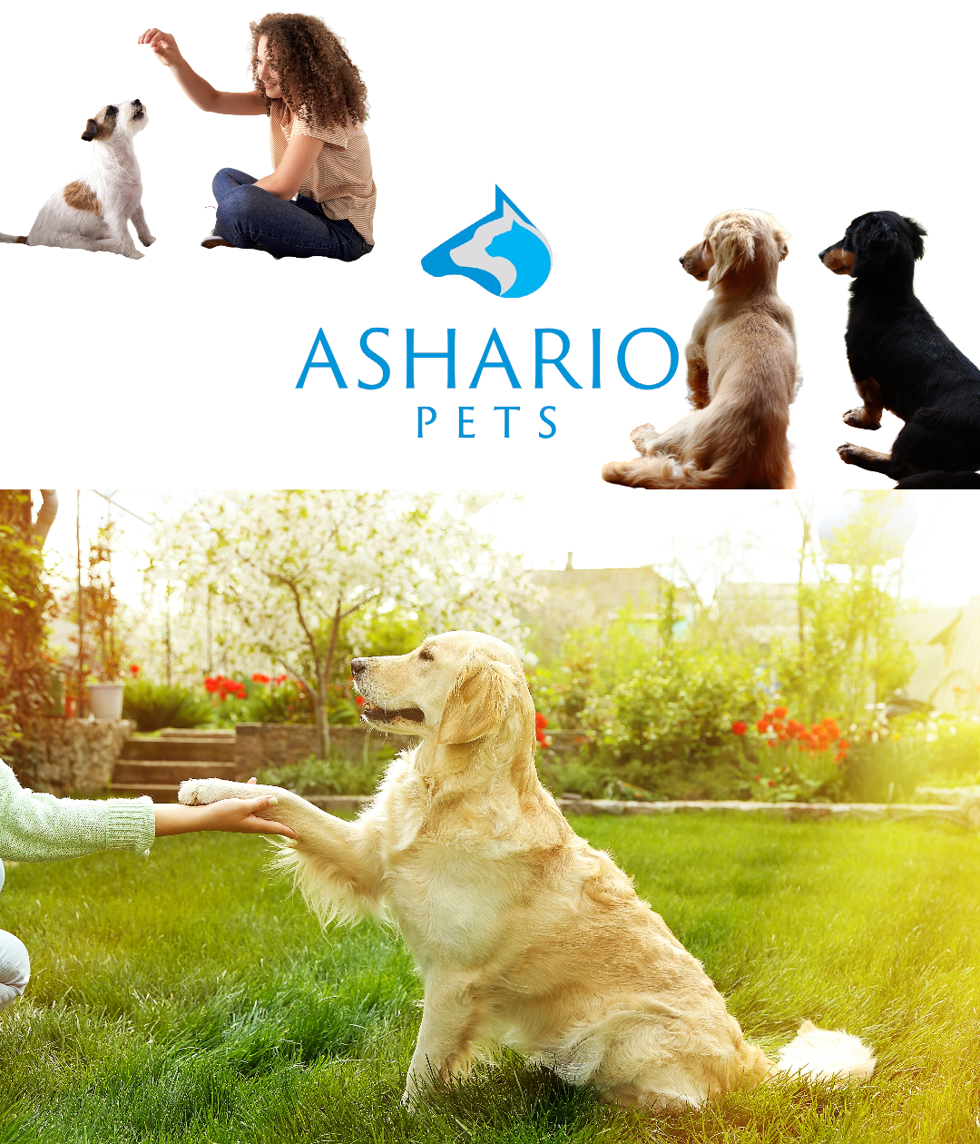 Forge a deeper connection with your furry friend using Ashario Pets' expert tips. From interactive play to positive reinforcement training, strengthen your bond and create lasting memories together.