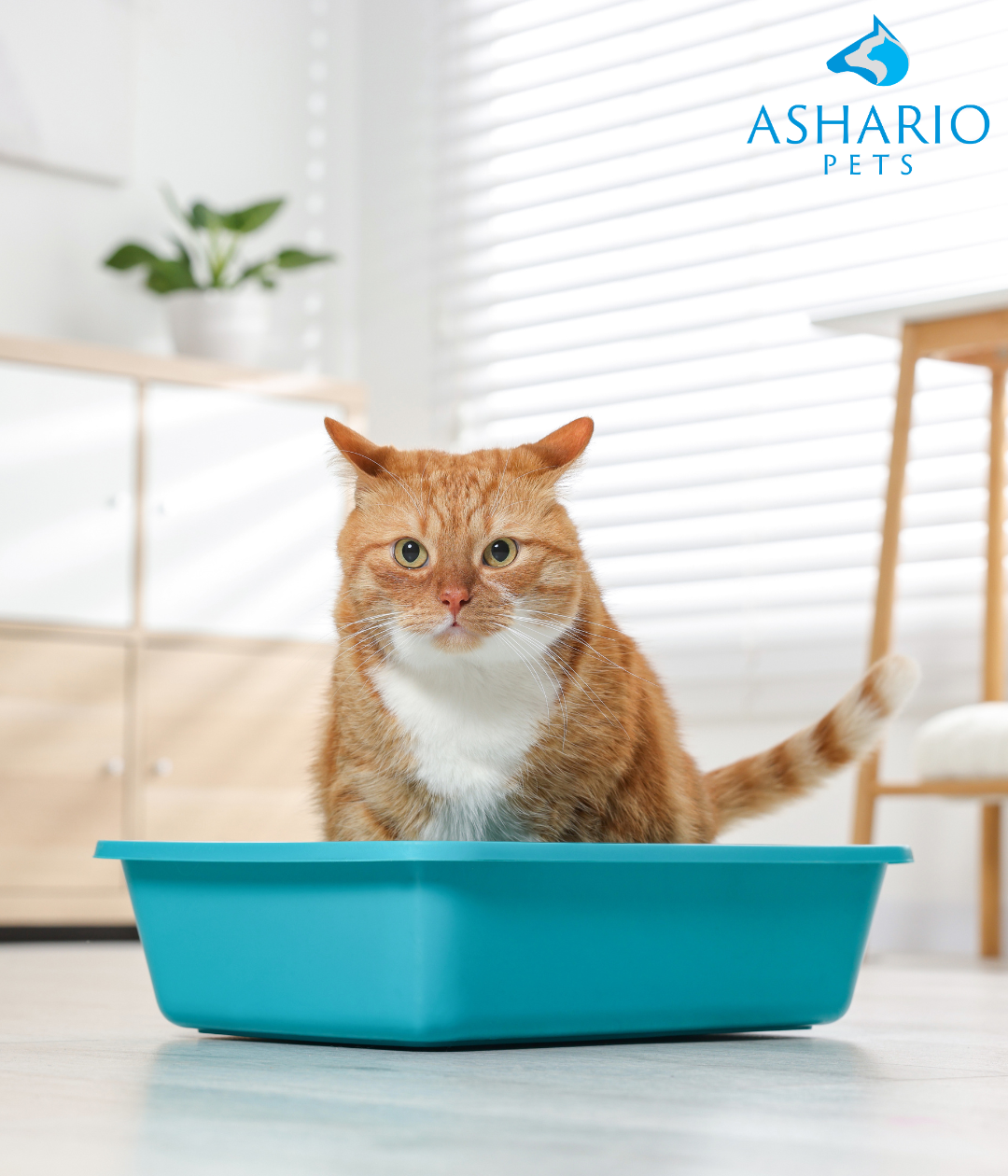 Keep your space fresh with Odourlock! Enjoy easy scooping, complete changes every 2-4 weeks, maintain proper litter depth, and ensure clean surroundings with Ashario Pet Store's comprehensive solutions!