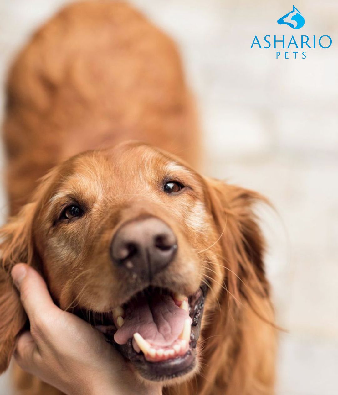 When convincing parents for a pet, emphasize benefits like companionship and teaching responsibility. Introduce Ashario Pet Store for quality supplies and support, addressing concerns with thoughtful solutions. 