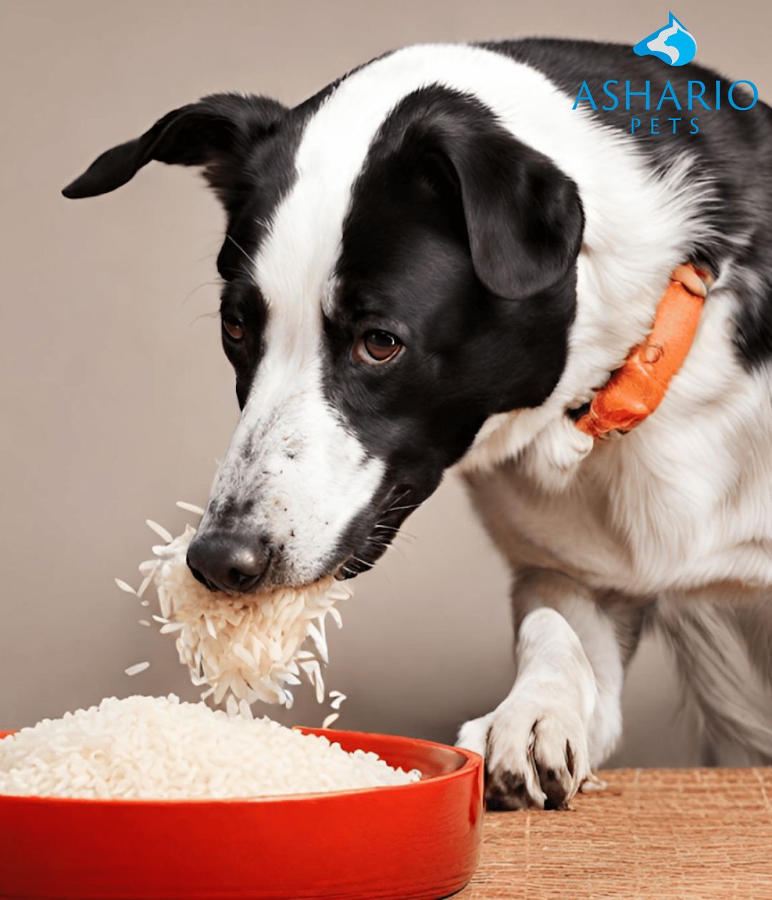 How to make dog food with cooked rice and chicken broth?