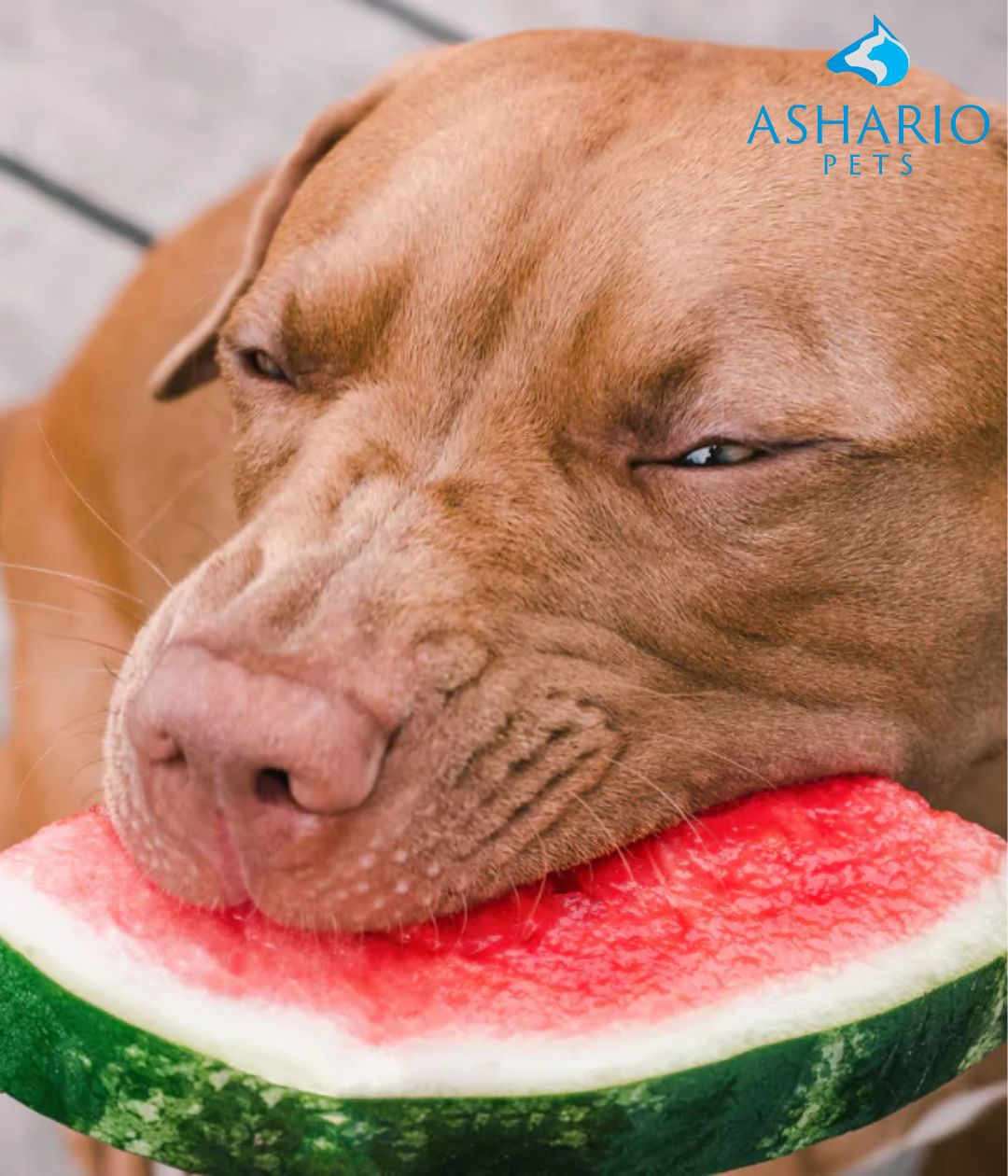 How to stop my family from giving my dog human food?