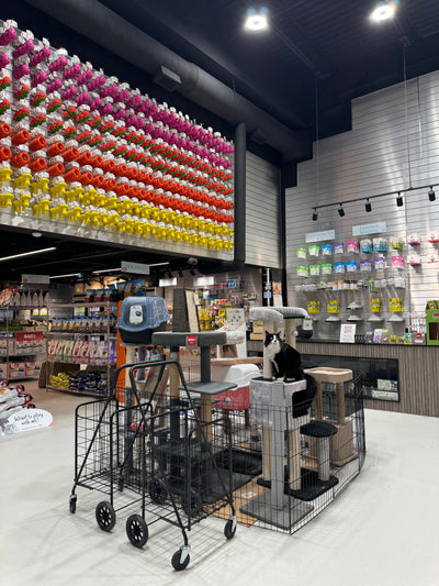 Cat Hydration Guide: Wet Food, Broths & Water Fountains | Ashario Pets