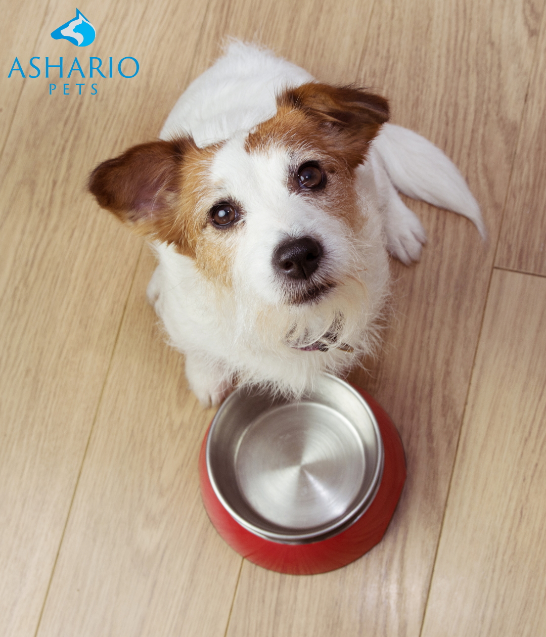 Ashario Pet Store offers affordable yet nutritious dog food options. Understand value, explore store brands, opt for dry food, buy in bulk, use coupons, compare prices, consult with your vet.