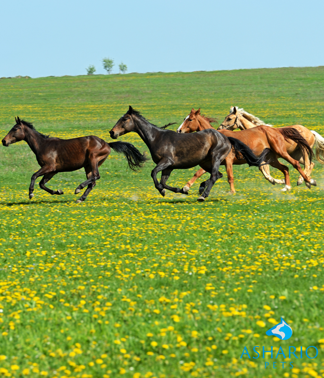 Wondering about the safety of CBD for your equine friend? Rest assured, at Ashario Pets, we prioritize the well-being of your horse. 