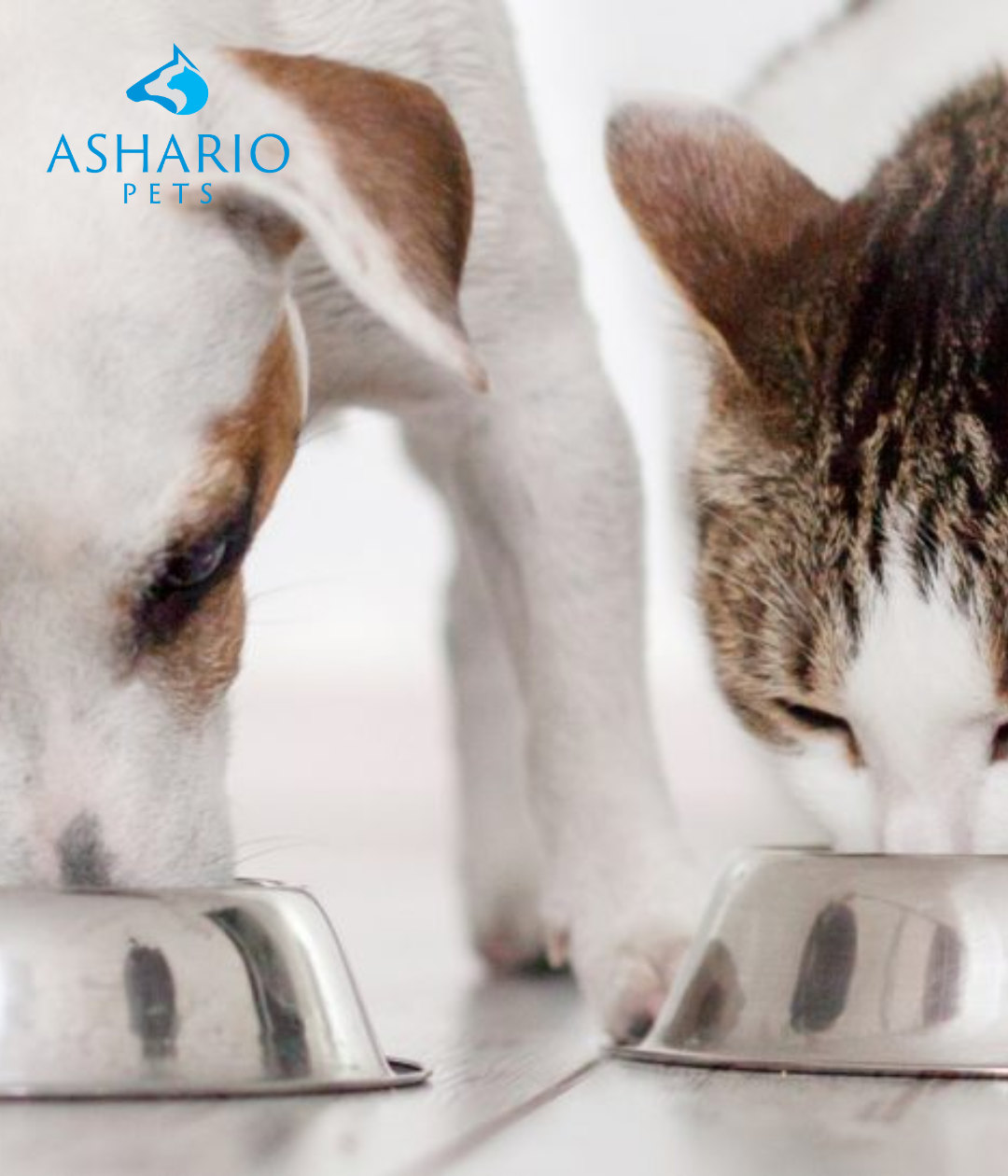 Yes, both dog and cat foods contain essential proteins vital for muscle, organ, and tissue health. Ashario Pet Store provides high-quality options rich in animal-based proteins, ensuring your pets' optimal nutrition and well-being.
