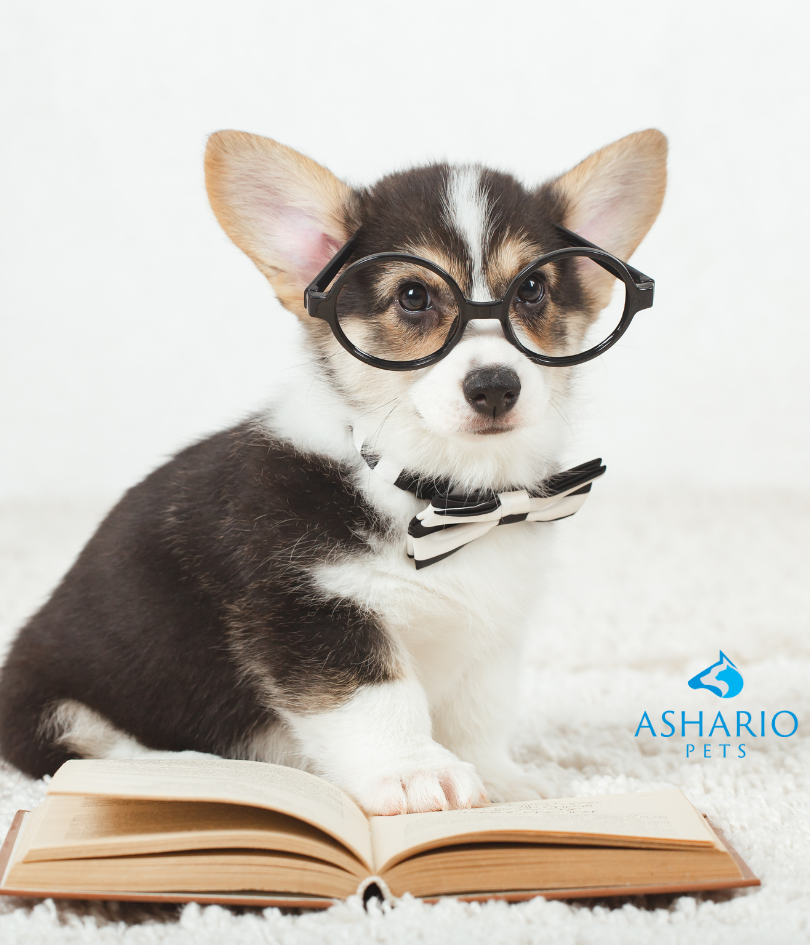 Join the conversation with Ashario Pets, your trusted pet store in North York. Explore our diverse pet store inventory, from premium dog food to organic pet food near me, and engage with fellow pet owners