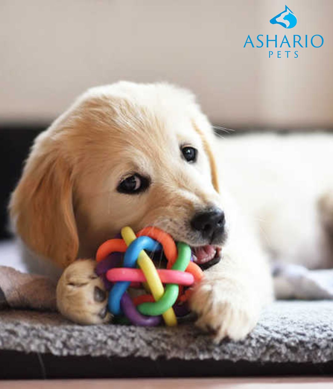  Products from Ashario Pet Store in North York are shown