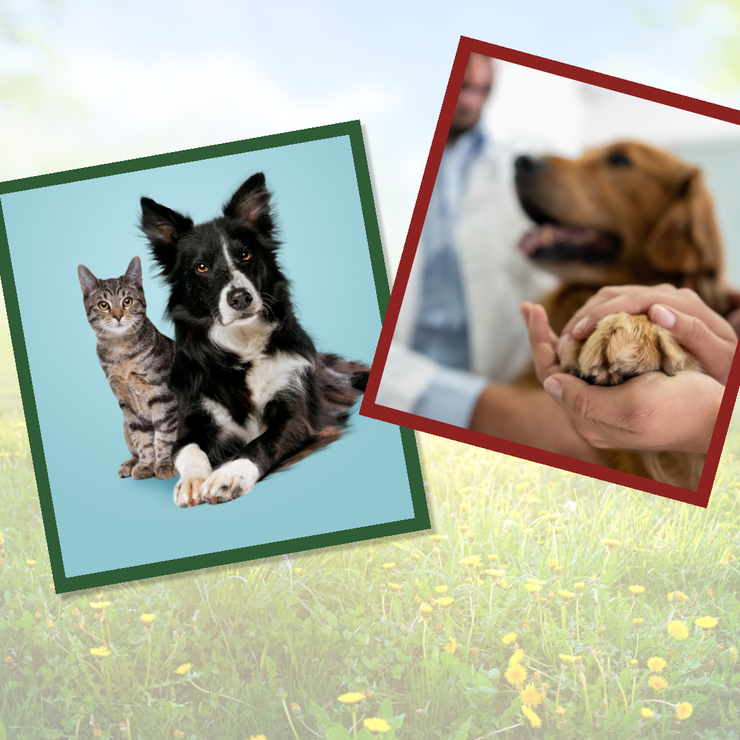 Ensure a joyous holiday season for your furry companions with expert tips from Ashario Pets Store. Learn how to create a pet-friendly environment, manage holiday stress, and keep your pets safe amidst the festivities.