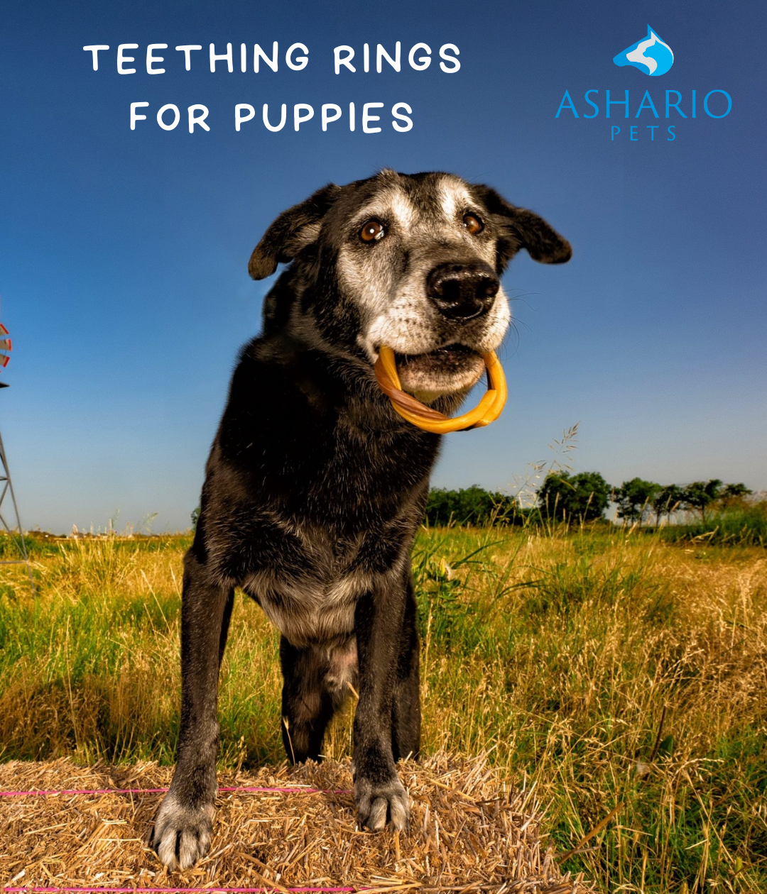 Ease your teething puppy's discomfort with NPIC teething rings, available at Ashario Pets in North York. Explore our range of premium pet supplies designed to support your puppy's growth and development.