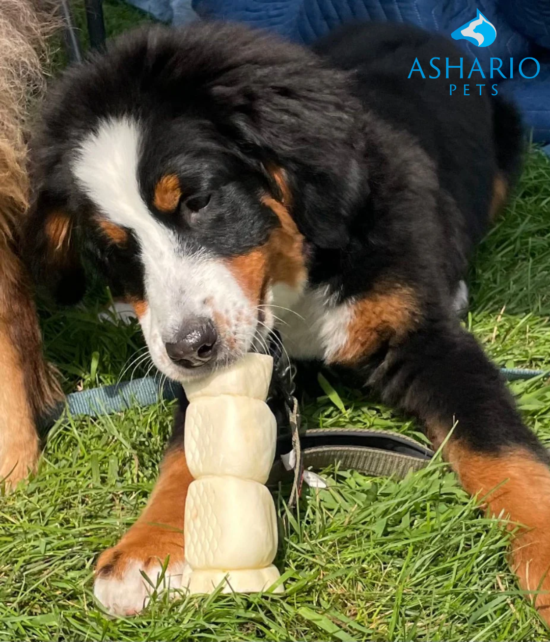  A dog happily chewing on a beef cheek roll, a protein-rich treat packed with vitamins and minerals. Health Wellness Centre offers products like pork raw dog food, Raw Performance dog food, Redbarn collagen sticks, and prong collars for pet care needs.