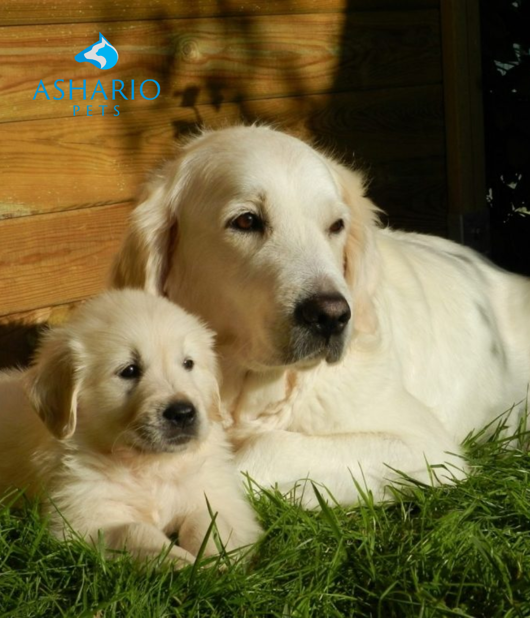 Step into Ashario Pets for top-priority pet care and premium products. Explore Canadian dog food, specialized chicken feed, and organic options near you