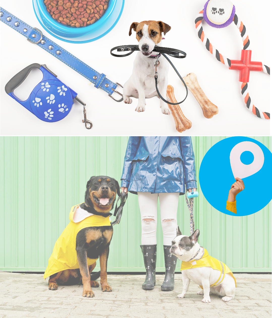 Ensure your pet's comfort and safety with the perfect accessories from Ashario Pets. From cozy beds to durable leashes, discover everything you need to keep your furry friend happy and secure.