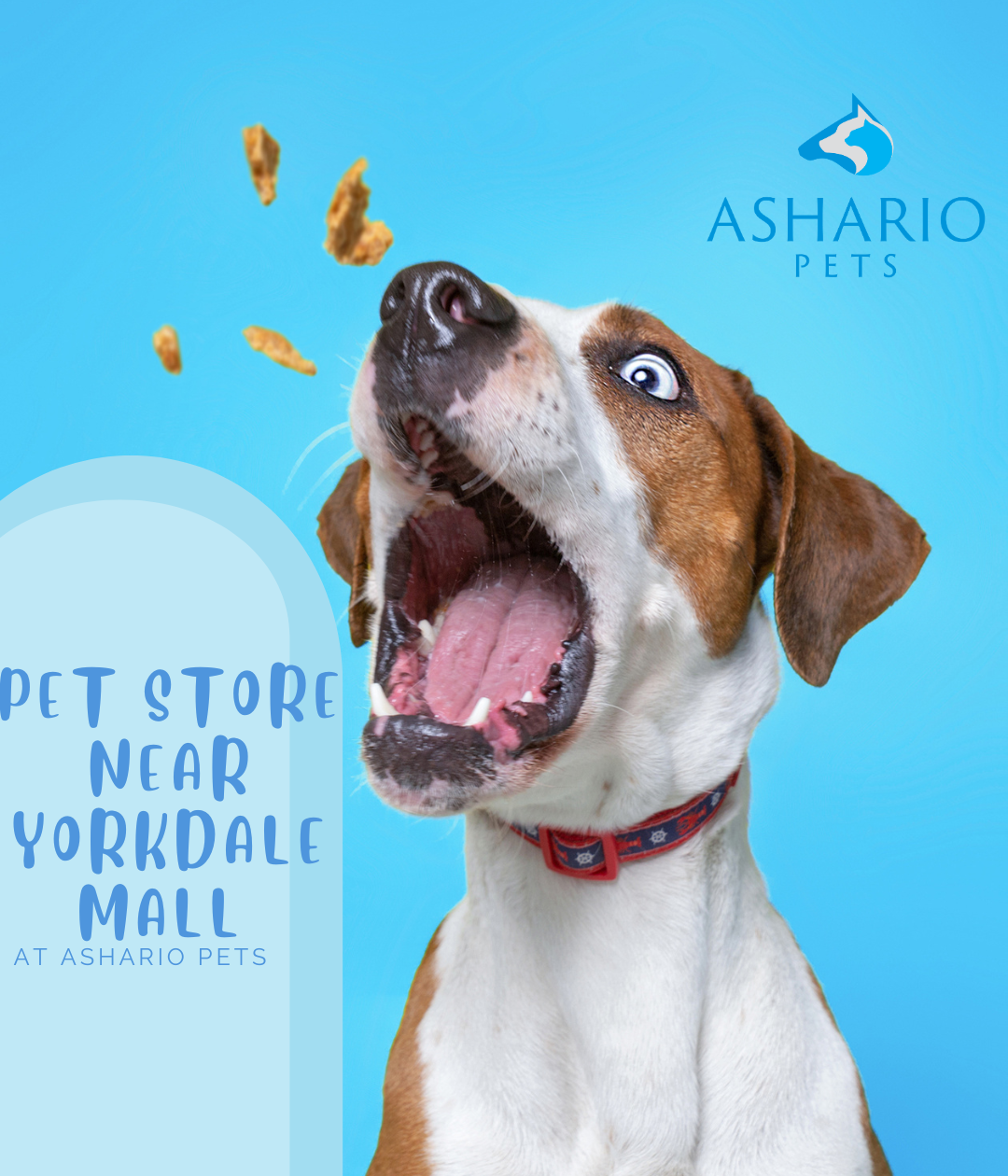 Discover a pet store near Yorkdale Mall with a comprehensive inventory of pet supplies and accessories. Trust our knowledgeable staff for expert guidance on pet care.