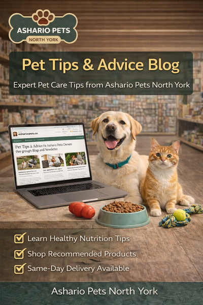 Pet Care Tips & Advice: How Ashario Pets Educates Owners through Blogs and Newsletter