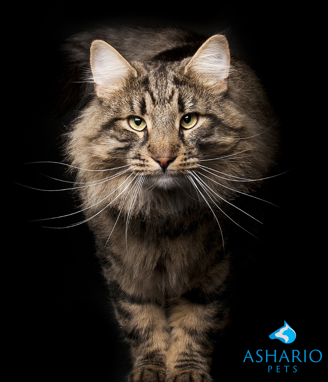 CBD for cats is generally considered safe, but there are potential side effects to be aware of. These may include drowsiness, dry mouth, or a temporary drop in blood pressure.