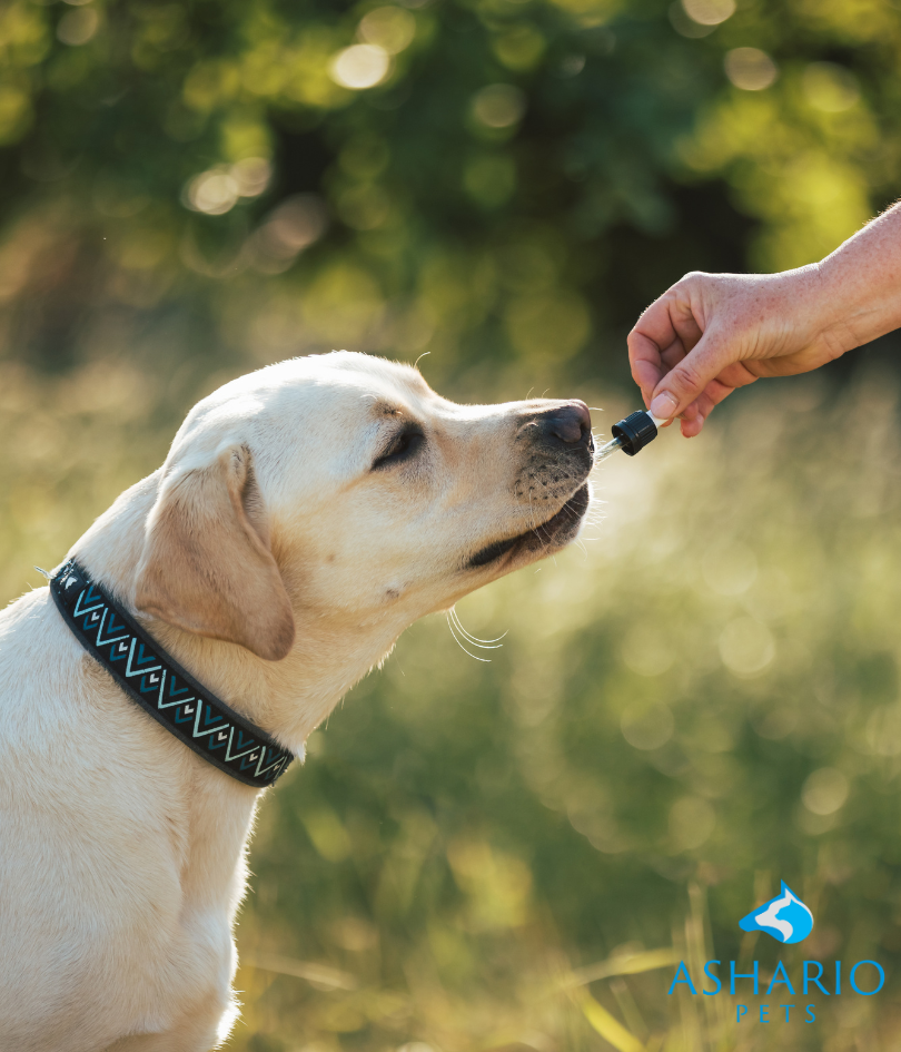 While CBD offers various potential health benefits for dogs, it's essential for pet owners to be aware of possible side effects. At Ashario Pets, we prioritize transparency and education. 